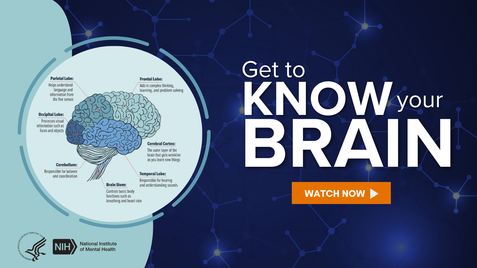 Illustration describing different parts of the brain.  For full content www.nimh.nih.gov/news/media/2023/get-to-know-your-brain. Get to KNOW Your BRAIN. WATCH NOW. HHS NIH logos. National Institute of Mental Health.